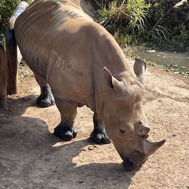 台灣六福莊🦒飯店就是動物園🦏走出陽台非洲草原映入眼簾