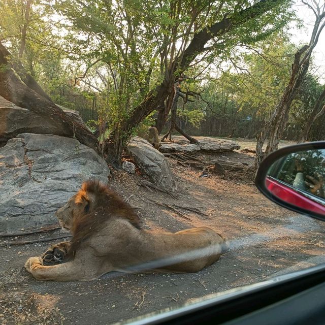 泰國最大野生動物園Safari world