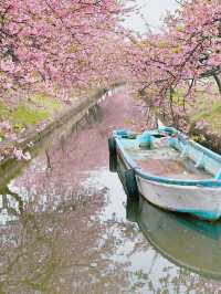 笠松河津桜ロード