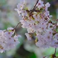 【東京】ついに始まった隅田川の桜祭り