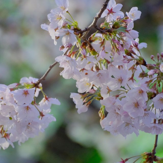 【東京】ついに始まった隅田川の桜祭り