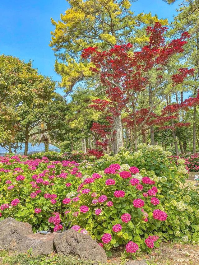 5월부터 시작되는 제주 수국시즌🌸