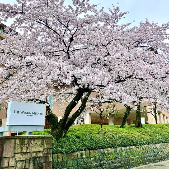 【京都】リニューアルの歴史あるホテル