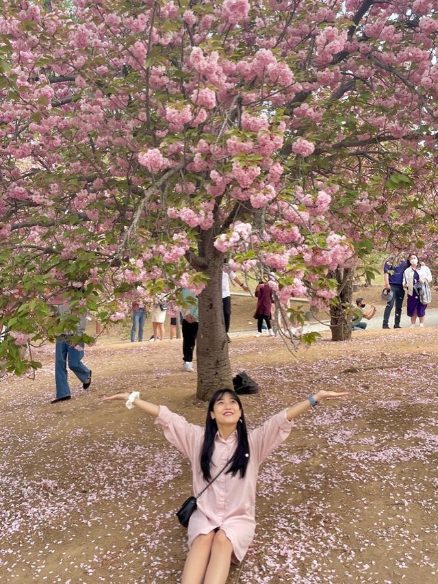 앞으로 2주 뒤 만날 수 있는 탐스런 겹벚꽃 세상🌸