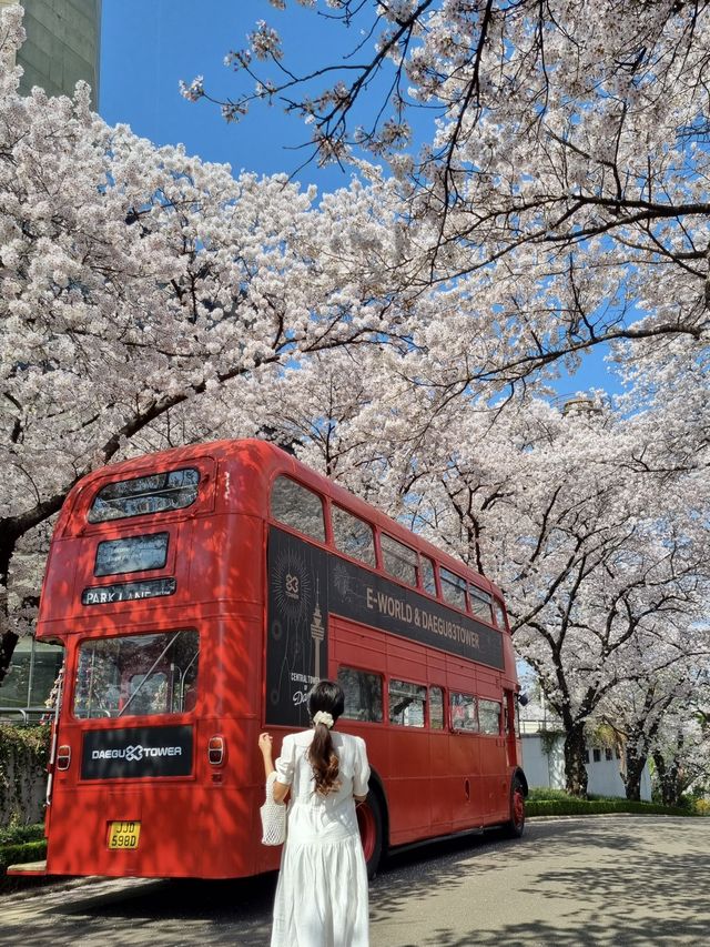 대구 최고의 벚꽃 명소, 이월드🌸