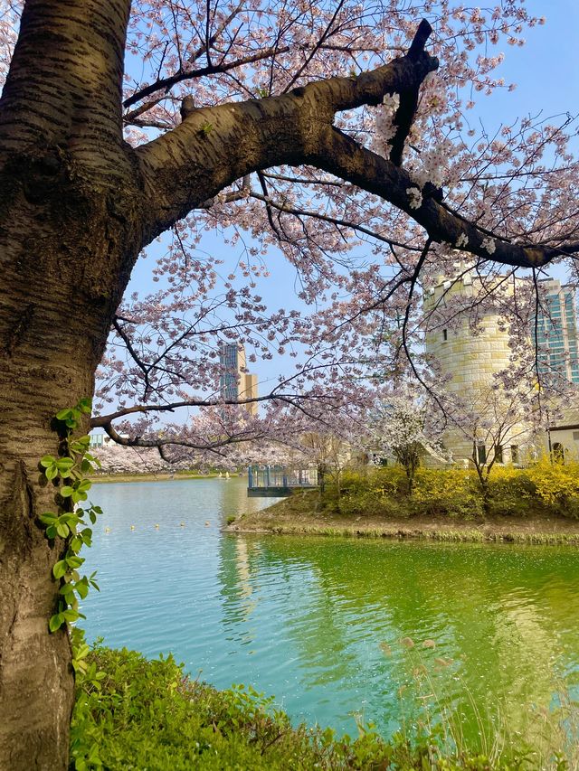 벚꽃 보러 가기 좋은 석촌호수 벚꽃길🌸