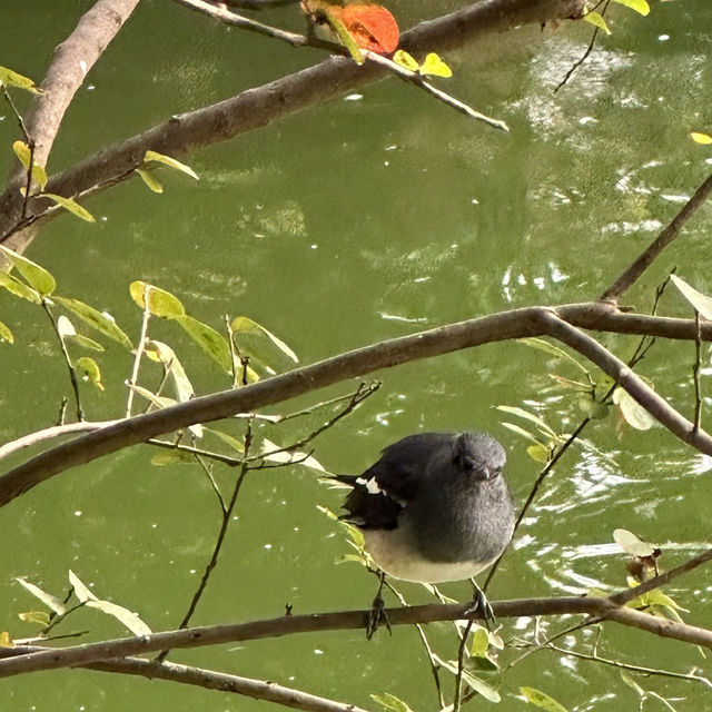 貓貓聖地-九龍公園半日遊