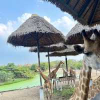 探索自然奇觀，曼谷北碧府野生動物園絕對不能錯過！