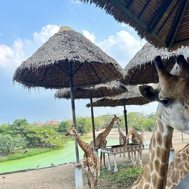 探索自然奇觀，曼谷北碧府野生動物園絕對不能錯過！