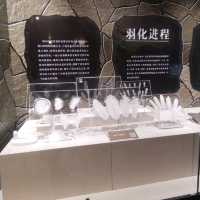 打卡深圳歷史民俗館化石展☞重返白堊紀