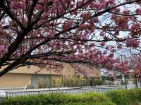京都　京都観光　2023年平安神宮の桜！