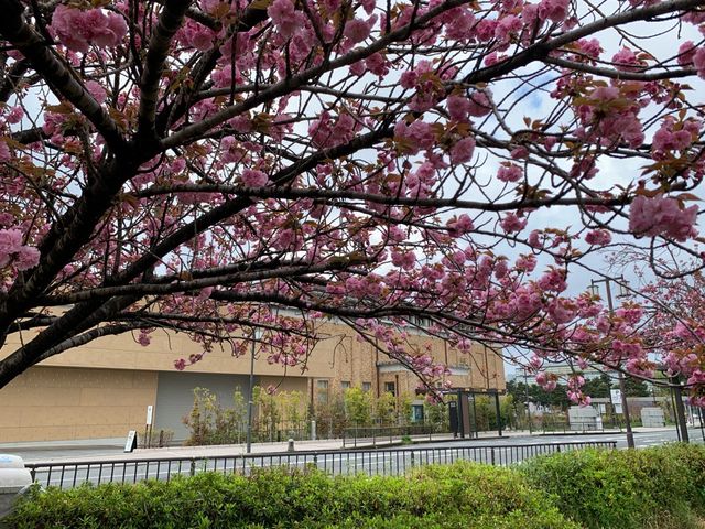 京都　京都観光　2023年平安神宮の桜！