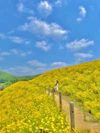 서울 근교 사람 1도 없는 금계국 동산🌼