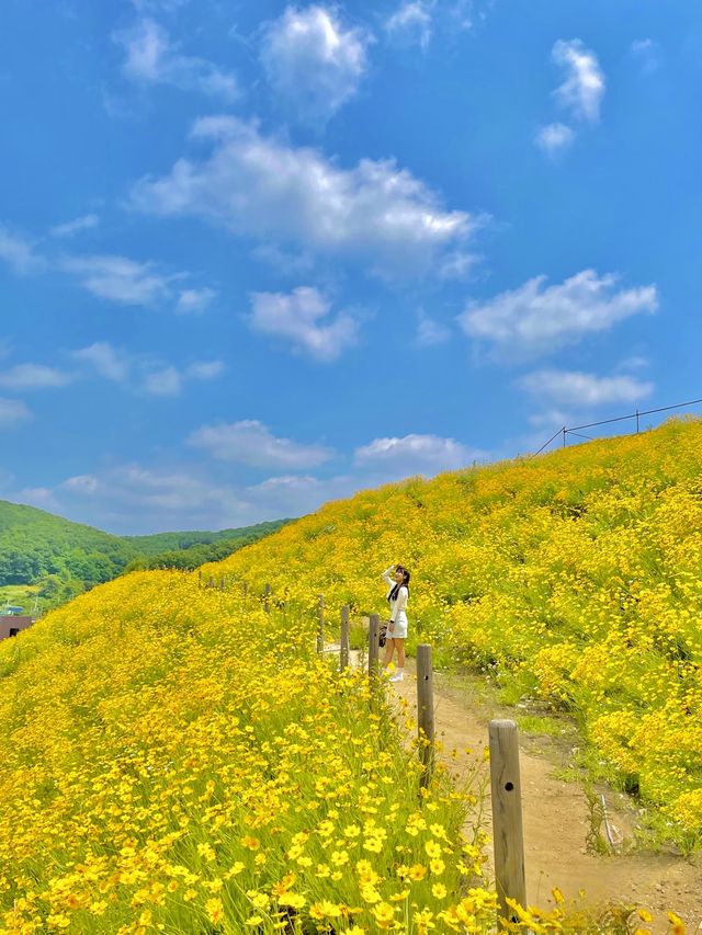 서울 근교 사람 1도 없는 금계국 동산🌼