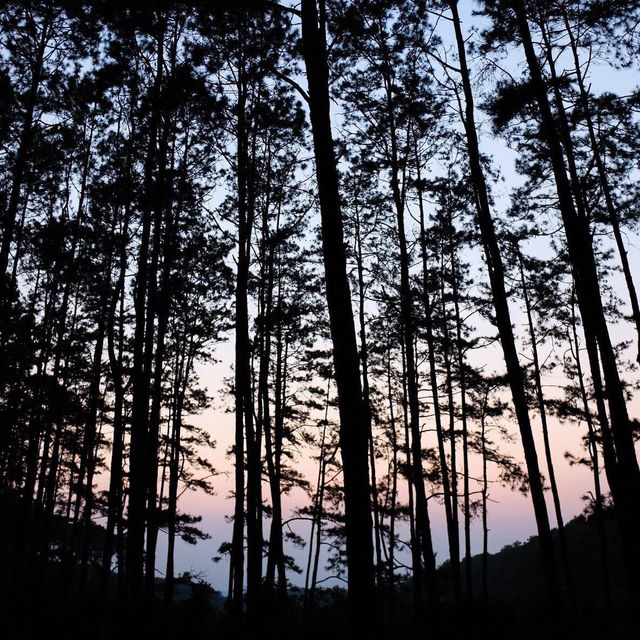 สวนป่าดอยบ่อหลวง จ.เชียงใหม่ 🌲