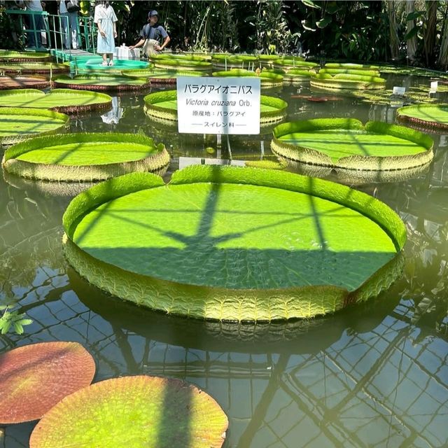 【静岡県/伊豆熱川】熱川バナナワニ園