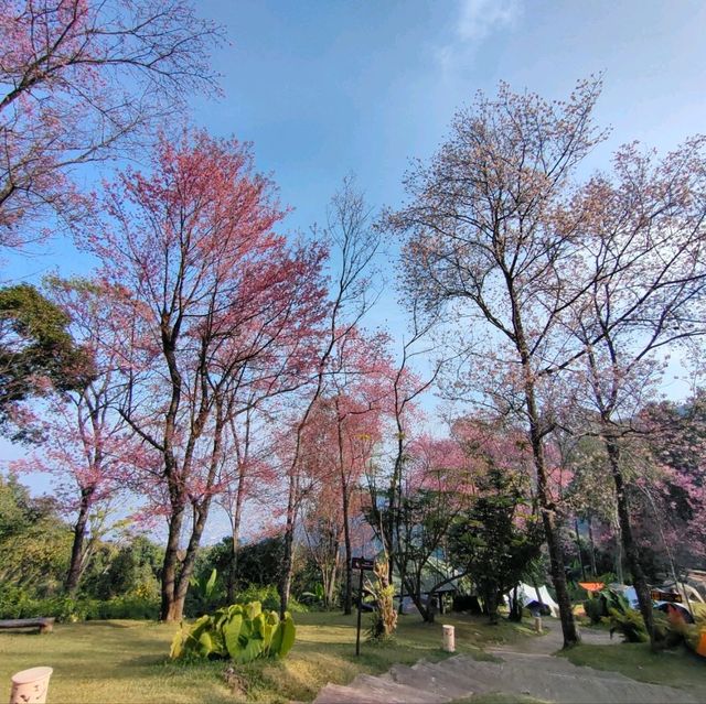 ขุนช่างเคี่ยน ดอกนางพญาเสือโคร่ง