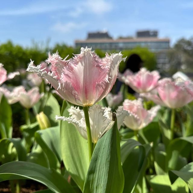 與美麗的鬱金香相遇🌷