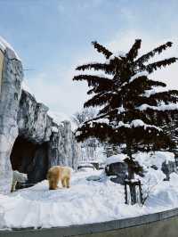 北海道 旭川 旭山動物園🦁🐯🐻🦊🐧