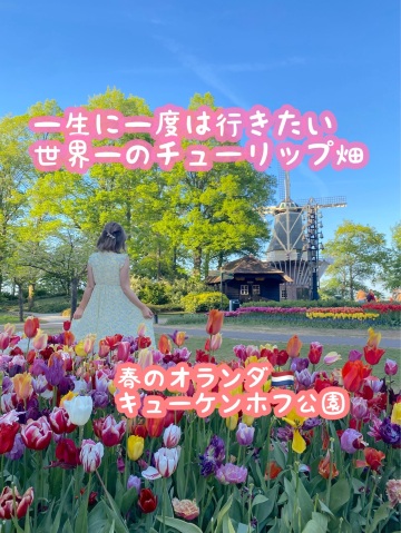 オランダ】世界一のチューリップ畑、キューケンホフ公園へ。 | Trip