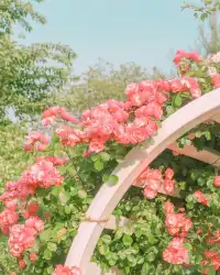 5월, 서울 장미는 무조건 여기서 즐기세요!