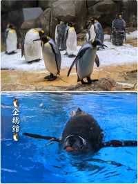 刺激機動遊戲🎢超可愛企鵝🐧香港海洋公園
