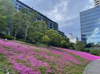 東京まだまだ桜満喫できるシバザクラ