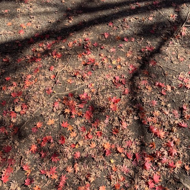 由布院金鱗湖🍁🍂紅葉季美得醉人