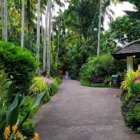 Beauty of Singapore Botanical Gardens
