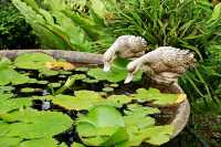 The Mangrove by Blu Monkey 