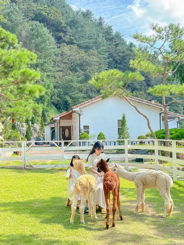 오롯이 우리만의 시간 속 힐링 가득한 춘천 펜션. 오늘의 우리 집🏠 