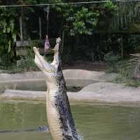 Jong's Crocodile Farm Adventure!