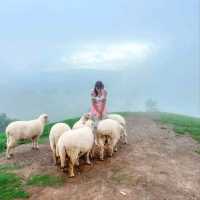 Akha Framville🐑🌳🍃
