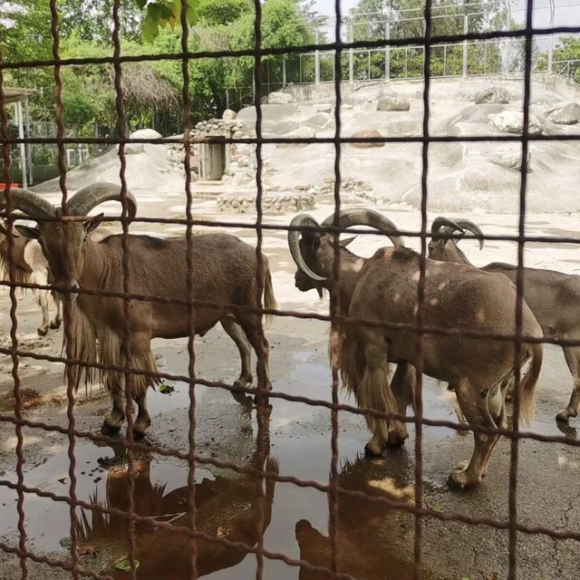 動物天堂！探索頑皮世界野生動物園的奇妙之旅！🐾🌿🦁