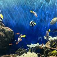 【兵庫】絶景すぎる水族館！城崎マリンワールド