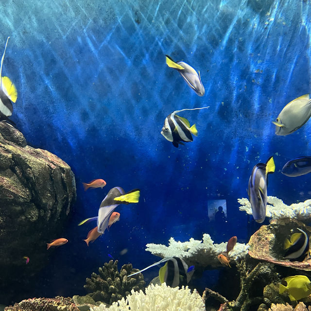 【兵庫】絶景すぎる水族館！城崎マリンワールド