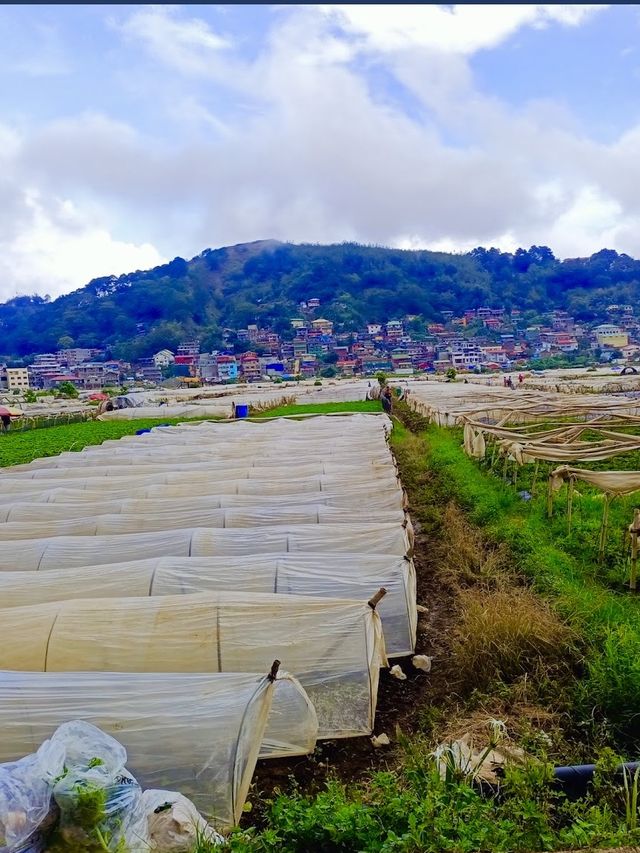 La Trinidad Strawberry Farm