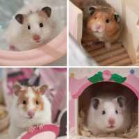 🇲🇾Penang｜Hamster cafe🐹