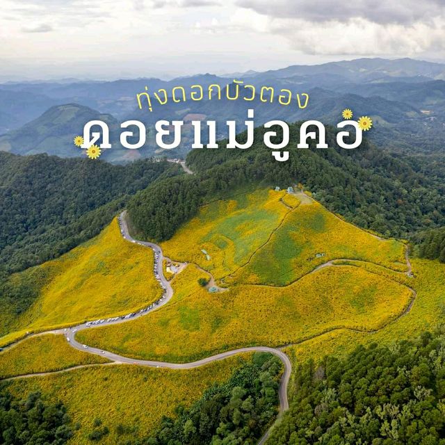ทุ่งดอกบัวตองดอยแม่อูคอ ดอยเเม่อูคอ
