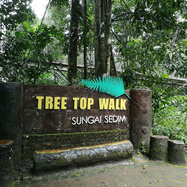 TREE TOP WALK