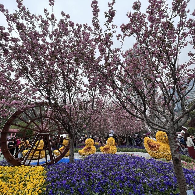春日限定，花迷值得一去～維多利亞公園花卉展🌸