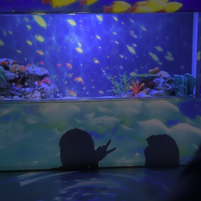 マクセル アクアパーク品川〜日本トップクラス水族館〜 マクセル アクアパーク品川〜日本トップクラス水族館〜