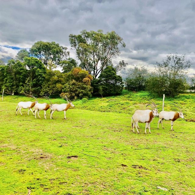 Werribee Open Range Zoo - Victoria, Australia