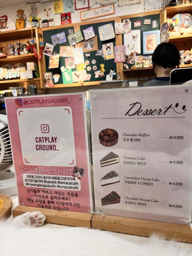 〖 韓国・明洞〗明洞の猫カフェが復活‼︎🐈　時間無制限でゆっくり過ごせます🙌🏻