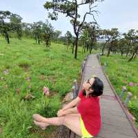 ณ ทุ่งดอกกระเจียว อุทยานแห่งชาติป่าหินงาม