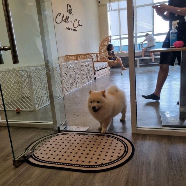 Just Chilling With Chow Chows 🐶