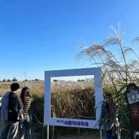 紫芒花盛開的天空公園🤩陽光灑落在紫芒花上