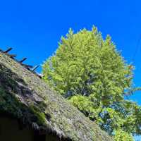 🌳 도심에서 벗어나 자연과 일체되어 산림욕을 즐길 수 있는 고란계곡을 방문해보세요! 💚