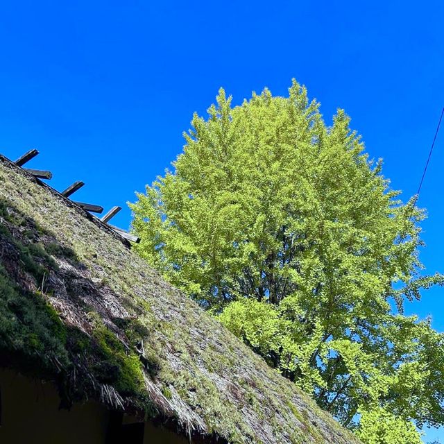 🌳 도심에서 벗어나 자연과 일체되어 산림욕을 즐길 수 있는 고란계곡을 방문해보세요! 💚