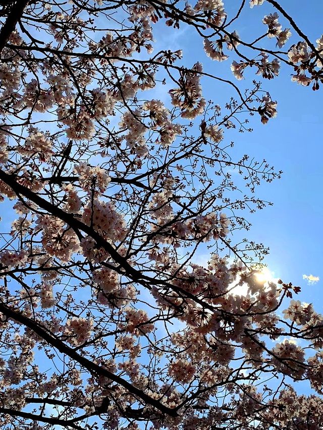 【吉祥寺】今年のお花見はボートの上でしませんか？🌸🍡🚣‍♂️【東京】